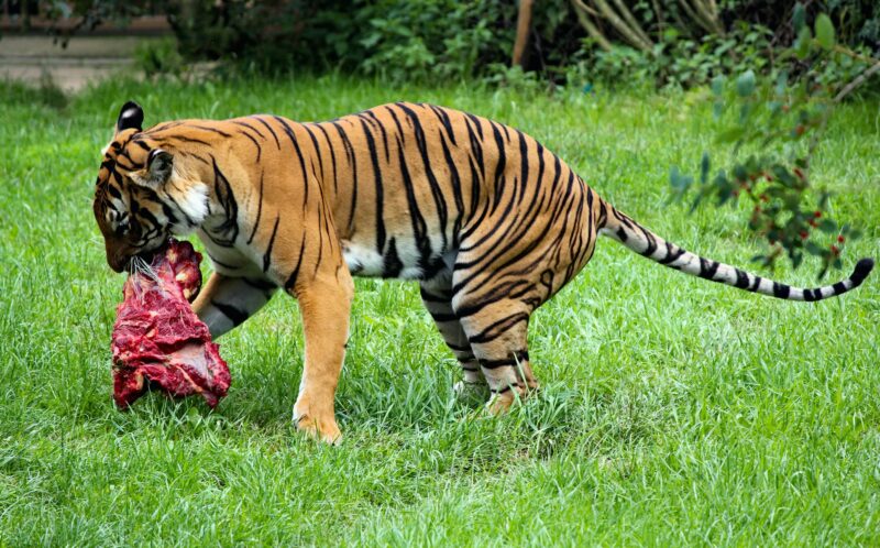 肉食動物